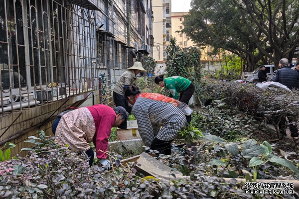 清理绿化带杂物。