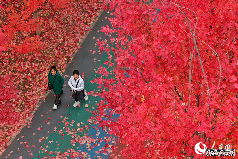 11月2日，位于长春市伊通河畔的月荷文化园秋意正浓，步行道两侧的枫树换上了迷人的“红妆”，吸引着市民游客共赴“枫”情盛宴。近年来，长春开展伊通河综合治理，全区域、全流域、全方位进行生态修复，让伊通河不仅成为城市景观带，更成为地方发展活力源。人民网记者 李洋摄