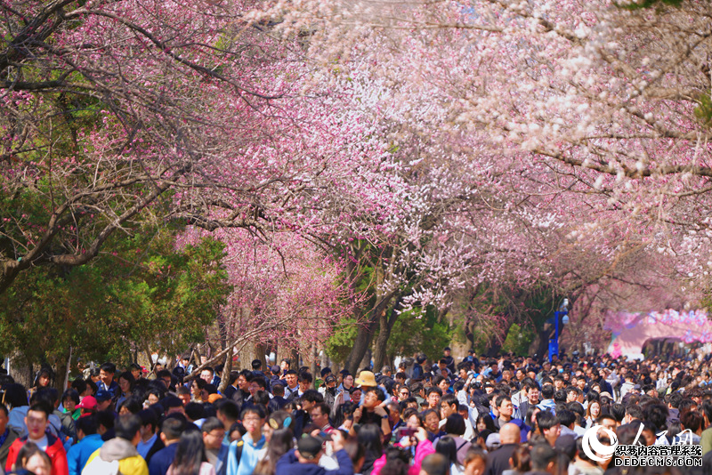 4月20日,在吉林大学南岭校区,770米长的杏花大道两侧,254棵杏树迎来最美观赏季。随着吉林大学第十届杏花文化节拉开帷幕,数万名游客涌入校园赏花游玩。摇曳的杏花、微笑的游人、穿着汉服的大学生们漫步其中,相映成趣,一幅唯美瑰丽的春日画卷映入眼帘。人民网记者 李洋摄