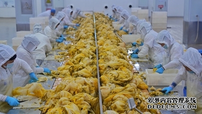 行进中国｜东北酸菜里的幸福味道在长春九台经济开发区朱老六食品股份有限公司酸菜生产车间，一缸缸酸菜散发出浓郁的香味，清冽的浆水透亮醇厚。