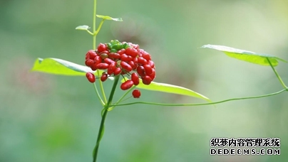 行进中国 | 深山里的人参“优等生选育计划”
当长白山的晨雾还没散尽,在吉林通化茂密的林海深处,一场关乎“百草之王”的“优等生选育计划”已悄然启动。