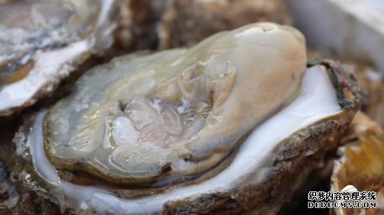 日照牡蛎饱满上市 一口尝尽大海的鲜甜