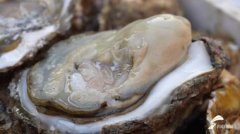 日照牡蛎饱满上市 一口尝尽大海的鲜甜