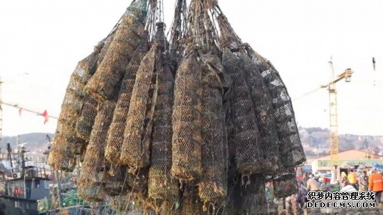 日照牡蛎饱满上市 一口尝尽大海的鲜甜